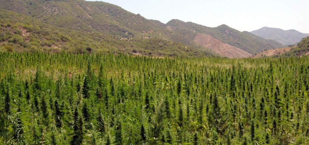 - WeWeed.it hashish-legale-varietà