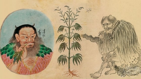 - WeWeed.it genetiche-marijuana-hippie