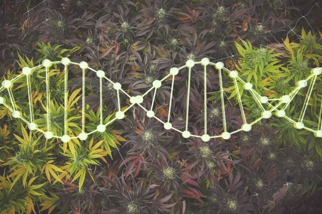 - WeWeed.it genetiche-hippie-marijuana