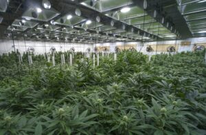 qualit?-hashish-legale