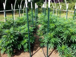 cannabis light indoor outdoor