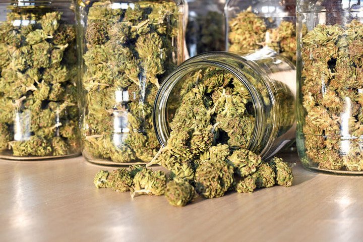 - WeWeed.it genetiche-marijuana-hippie