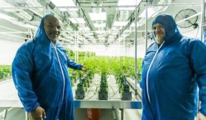 weedresort - WeWeed.it mike tyson in marijuana hothouse
