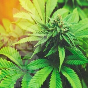 - WeWeed.it rastafarianesimo