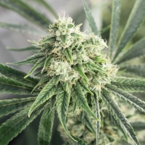 original glue marijuana