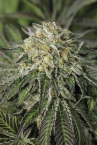 cannabis californiane famose