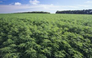 Cannabis light: classifica delle pi? buone