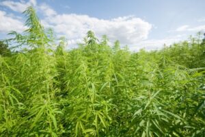 canapa-piantagione - WeWeed.it