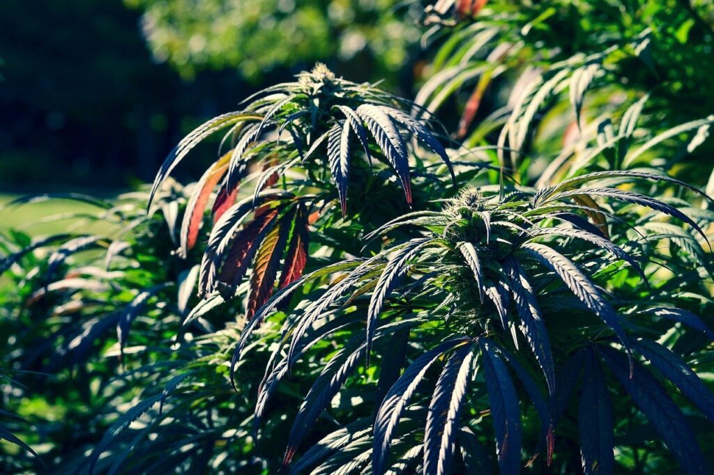 Cannabis light online
