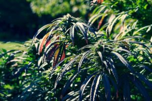 Cannabis light online