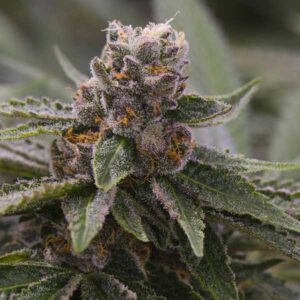 cannabis famose californiane