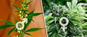 malefemale - WeWeed.it cannabis light senza semi