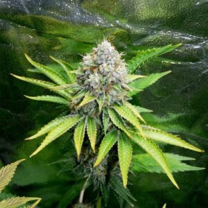 cannabis californiane famose