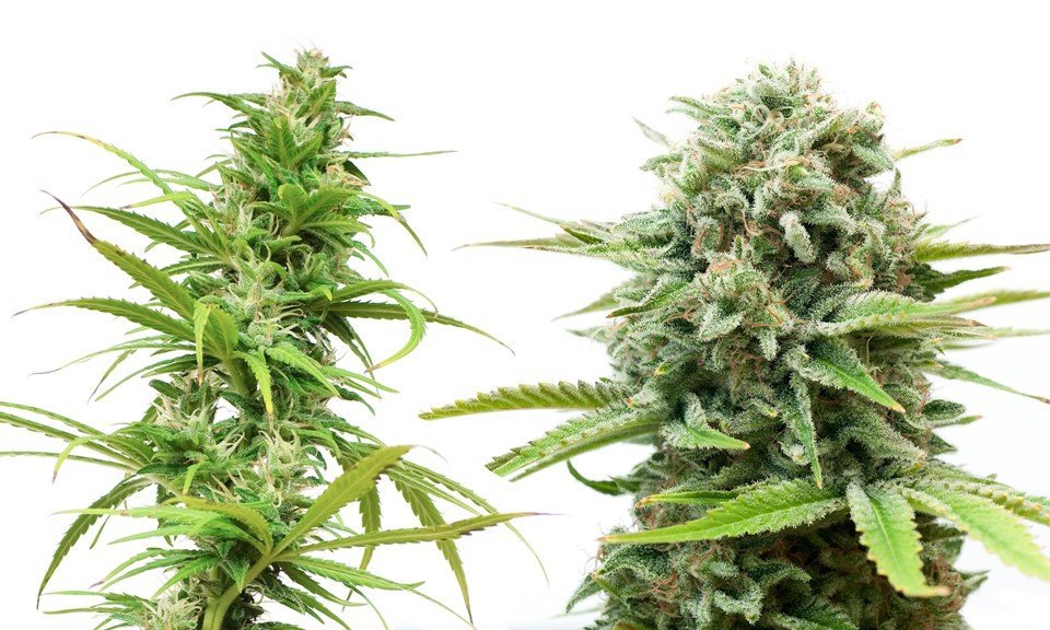 cannabis sativa