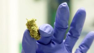 medicannabisricercatore-compressor - WeWeed.it infiorescenza di cannabis terapeutica