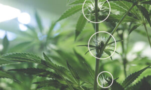 cannabis pistilli