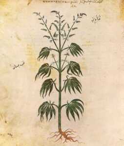 vienna dioscorides - WeWeed.it codice cannabis medica