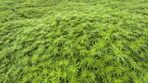 legalizzazione marijuana italia