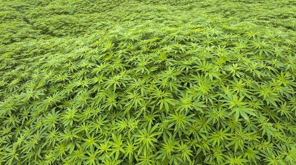 legalizzazione marijuana italia