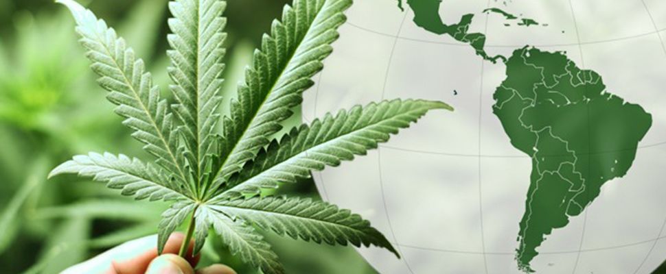 legalizzazione cannabis