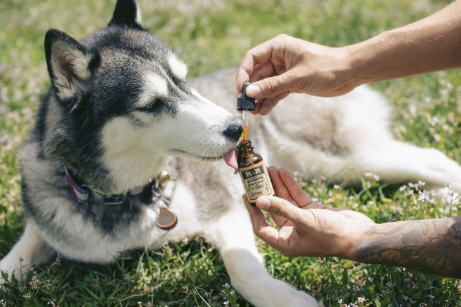 olio cbd cani gatti
