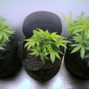 cannabis terapeutica indoor cannabis social club milano