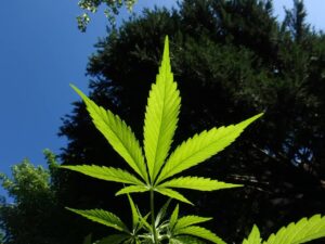 Marijuana