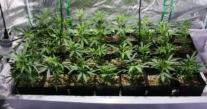 talee marijuana - WeWeed.it talee cannabis