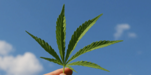 cannabis-sardegna-bonifica