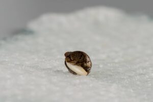 180508_Seed_15-1-1 (1) - WeWeed.it germinazione semi cannabis
