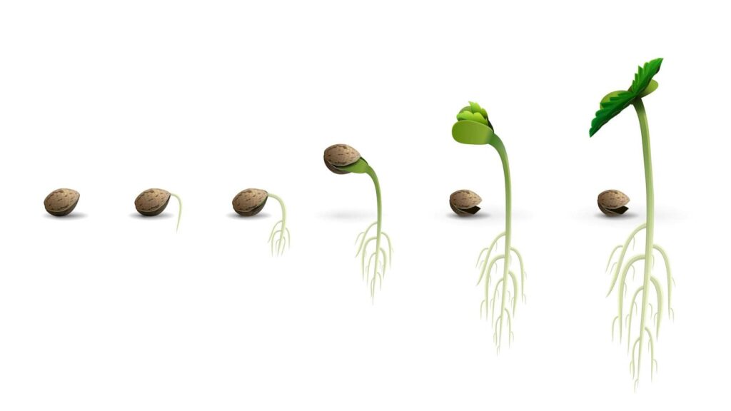 germinazione cannabis