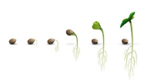 germinazione cannabis