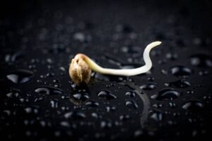 Semi principale - WeWeed.it germinazione semi cannabis