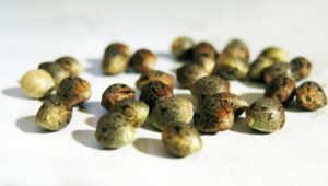 Semi_2 - WeWeed.it germogliare cannabis