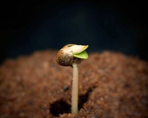 Sprout_2 - WeWeed.it germinazione cannabis