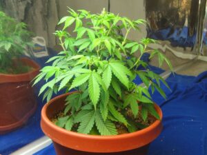 dmarijuana - WeWeed.it pianta marijuana nana