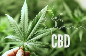 cbd