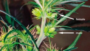 herma_1 - WeWeed.it fiore ermafrodita