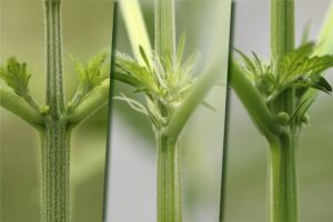 male-female-or-hermaphrodite-cannabis - WeWeed.it cannabis ermafrodita