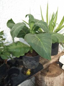 coltivazione tabacco - WeWeed.it coltivazione tabacco italia