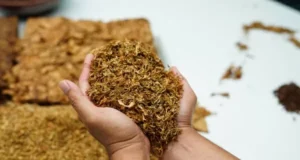 coltivazione tabacco - WeWeed.it coltivare tabacco