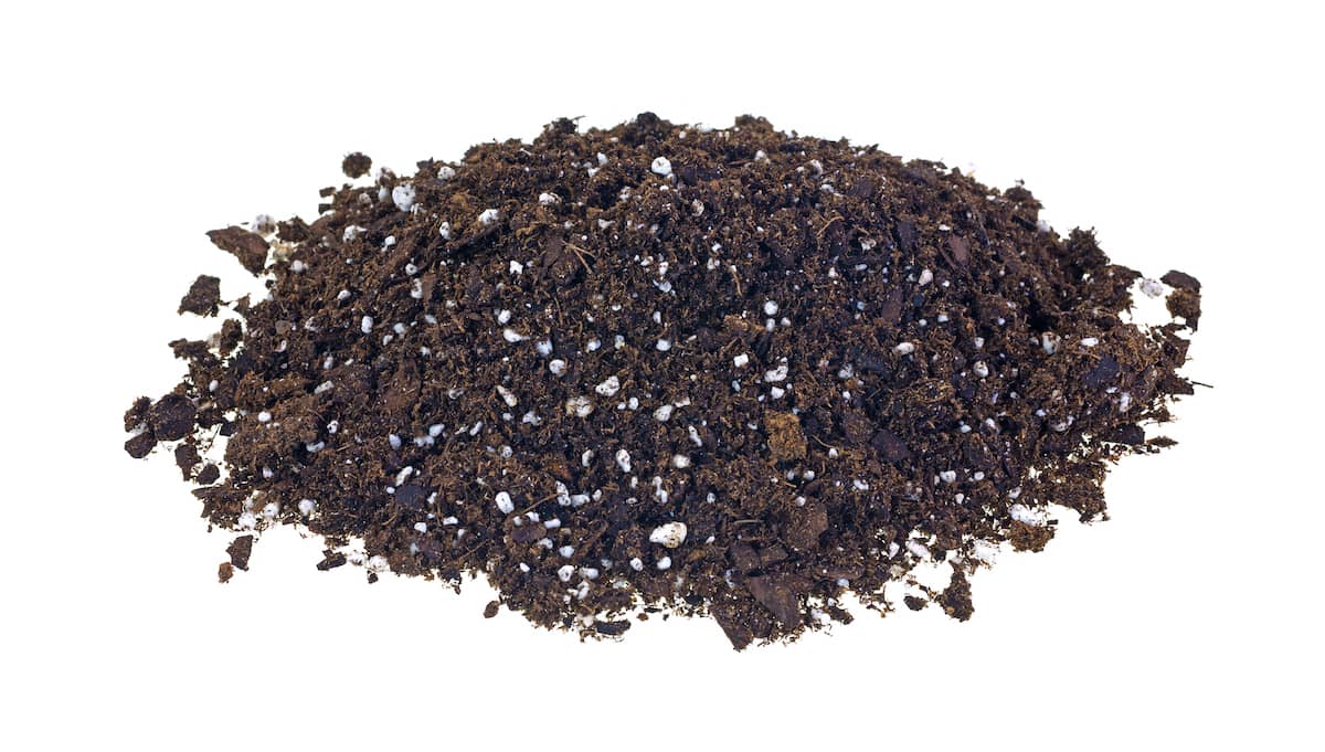 guano pipistrello