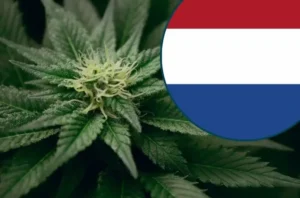 La marijuana in Olanda è veramente legale? Vediamo cosa dice la legge