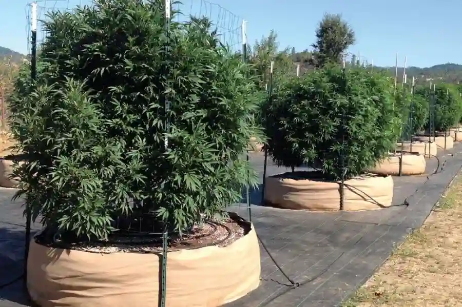 È legale la marijuana in Costa Rica?