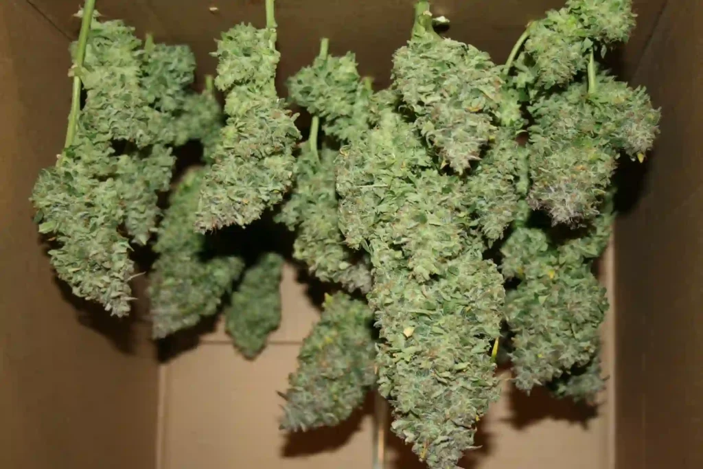 essicare marijuana