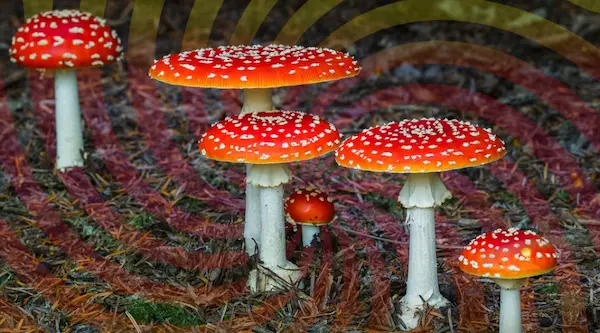 amanita muscaria 111 - WeWeed.it amanita muscaria cos'è