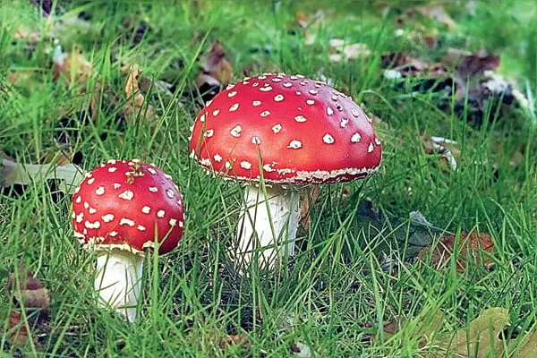 amanita muscaria 2 - WeWeed.it amanita muscaria
