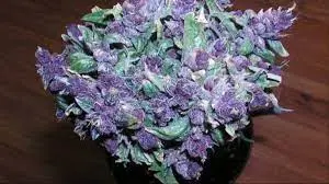 purple - WeWeed.it erba purple