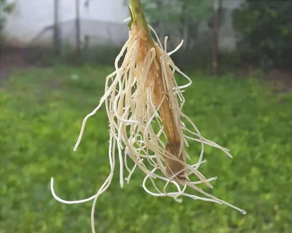 migliore ormone radicante fatto in casa