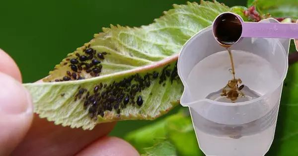 dosaggio olio di neem per piante 1 - WeWeed.it dosaggio olio di neem per piante